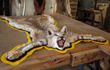 Arizona Taxidermy